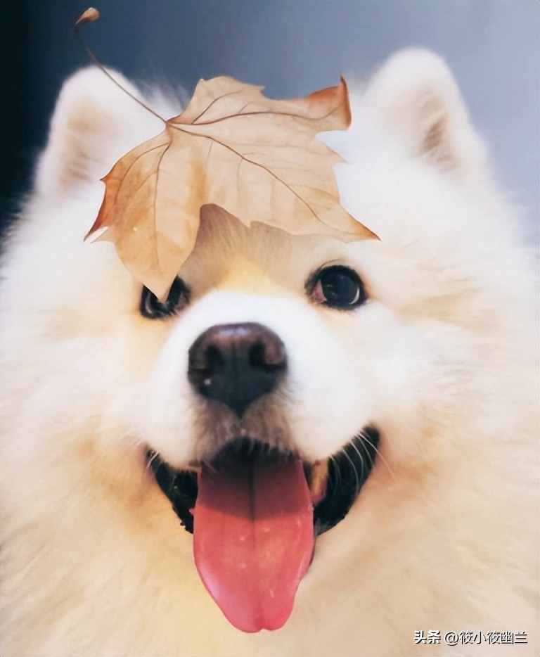 你家狗狗喜欢上别人了吗,狗狗为什么一直扒拉主人胳膊