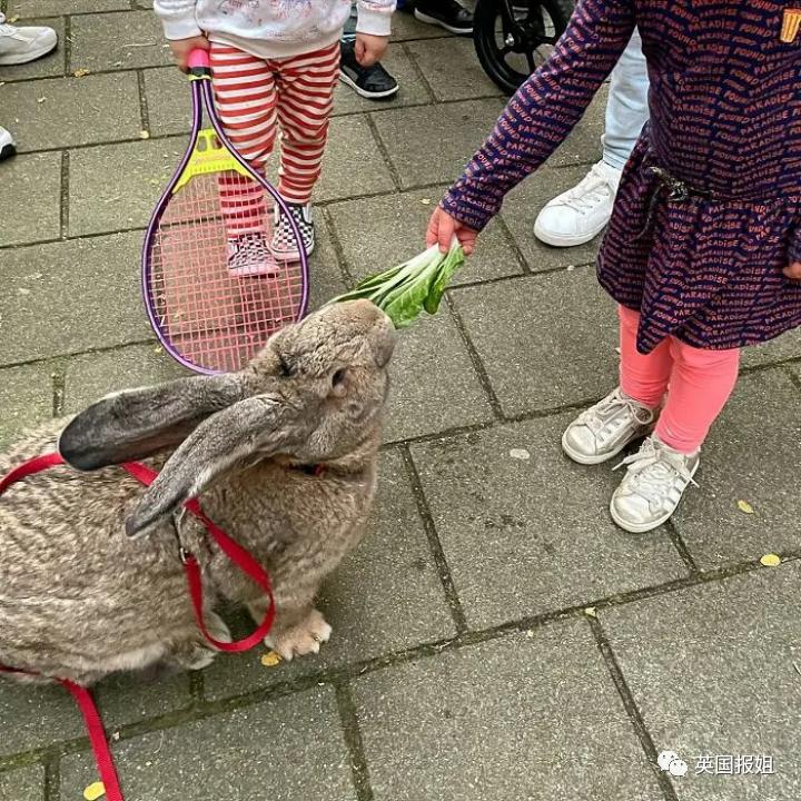 你知道世界上最大的兔子有多大吗,世界上最大的兔子吉尼斯纪录
