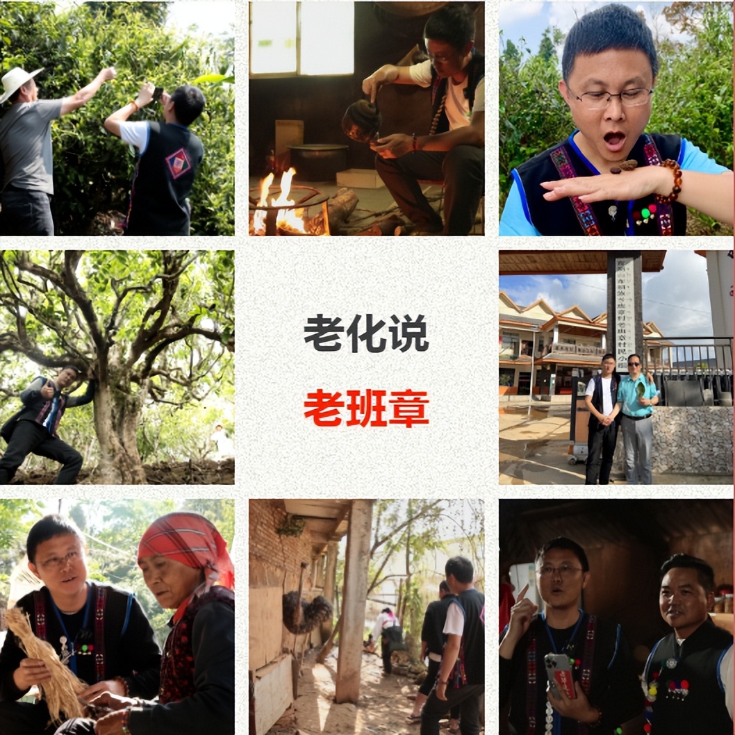 沱茶和老班章,为什么叫老班章普洱茶