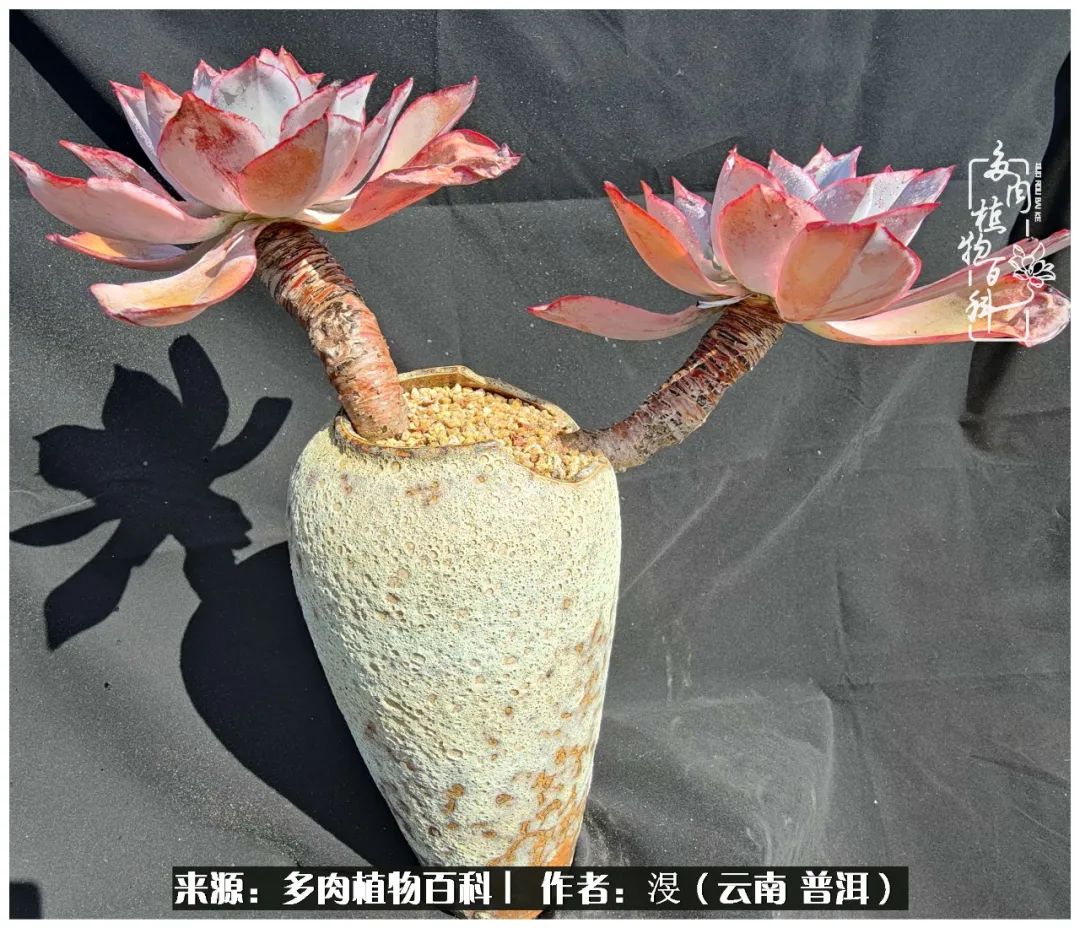 云南的冬天没有云！养肉七年，不谈得失，只论陪伴！