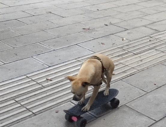 巴哥幼犬晚上一直叫怎么办,萨摩耶幼犬晚上一直叫怎么办