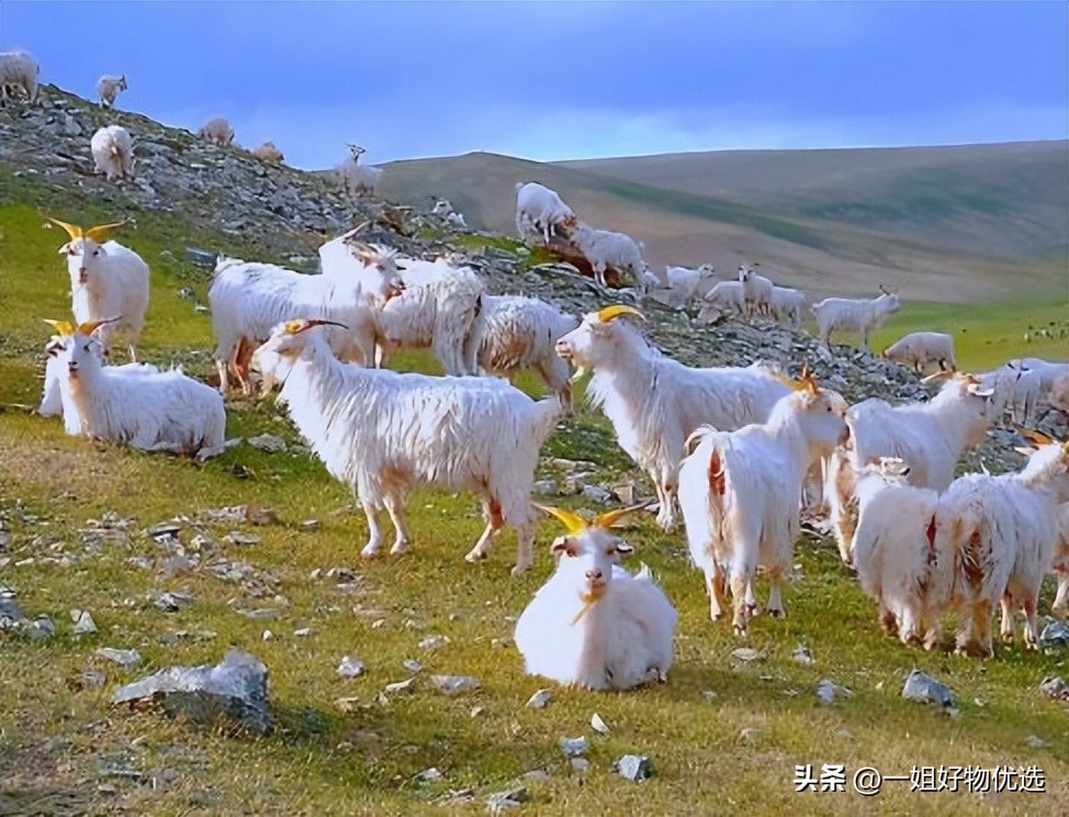 什么牌子的男款羊绒围巾好,鄂尔多斯羊绒围巾品牌排名