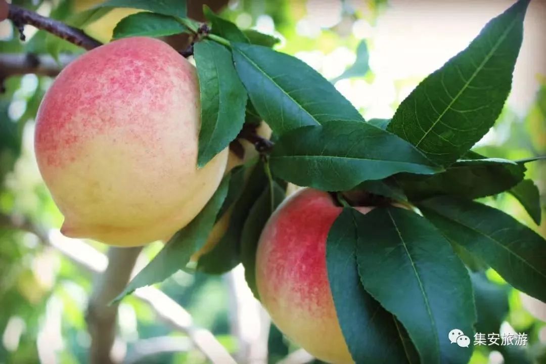 秒杀“水果刺客”！这篇《集安初秋水果指南》快收藏