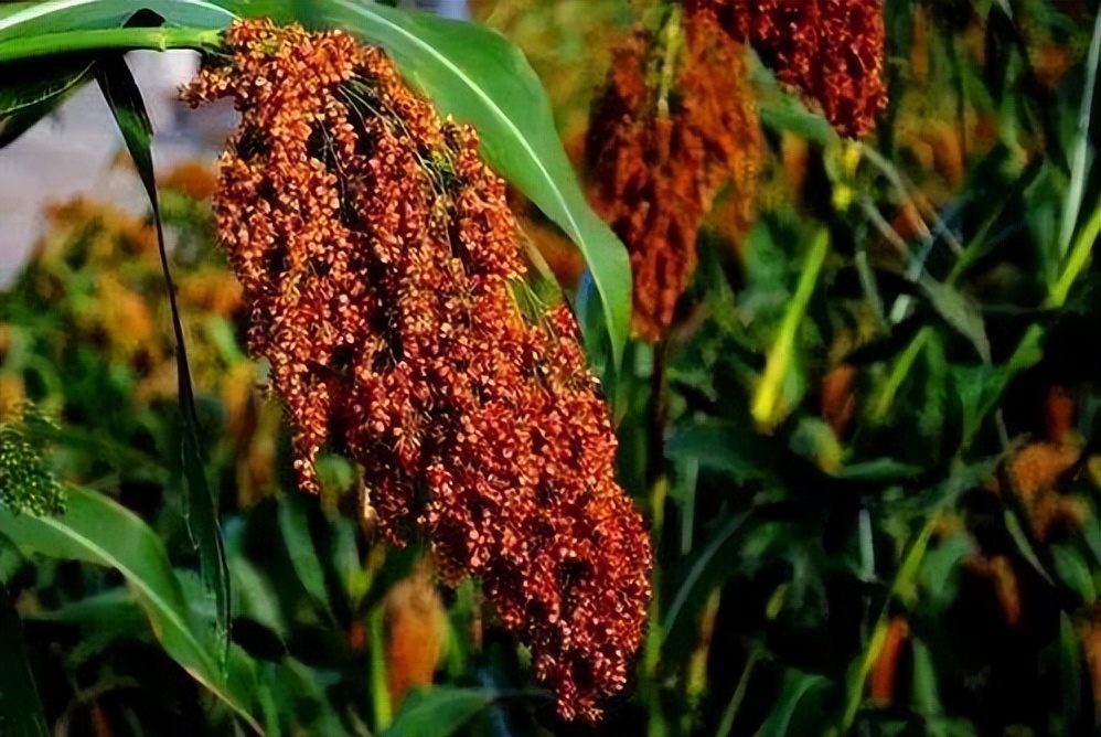 最好的高粱酒有什么特点,那么多白酒为什么茅台最好