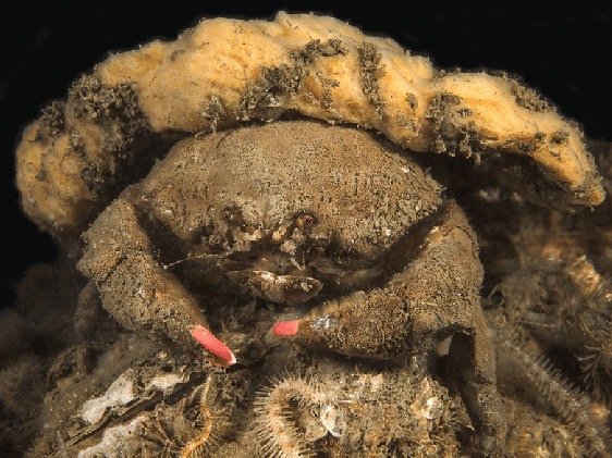 体型最大的乌龟有多大图片,背扁平的乌龟是什么龟