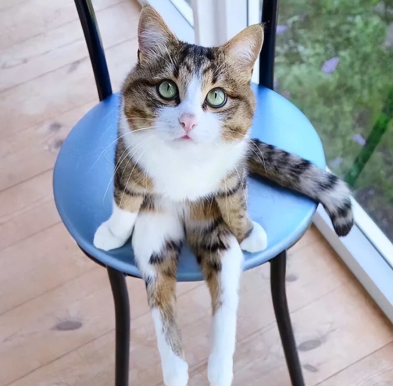 猫咪和人类相处得很好的原因,当猫和人类一起生活久了