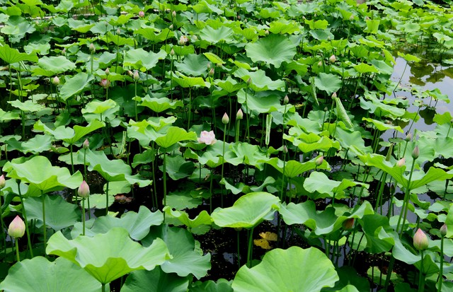 接了尿叔三十万元捐款之外，就是他在老运河畔又有了新的“发现”