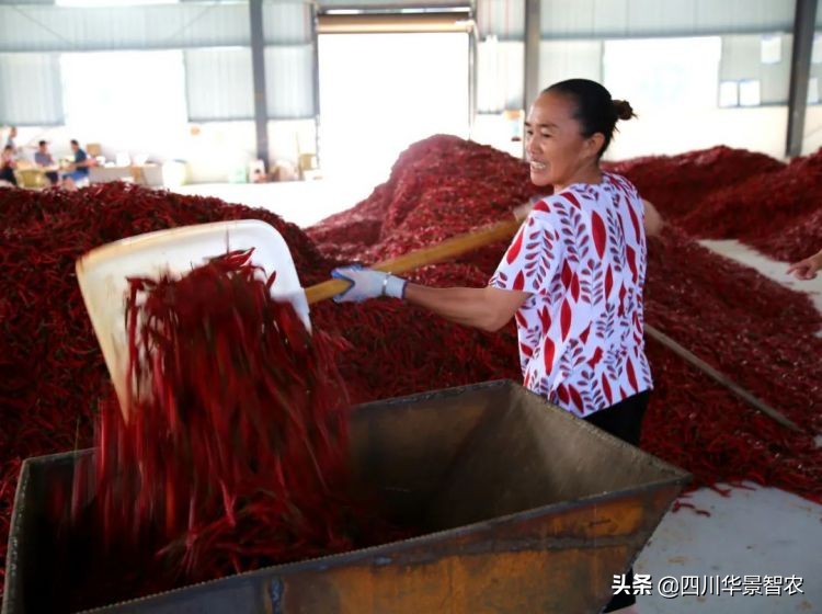 华景辣椒烘干机,湄潭洗马乡杨家山烘干辣椒