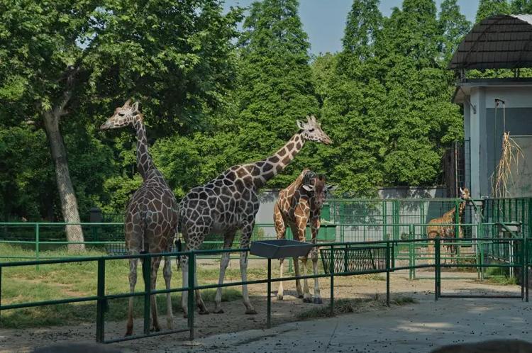 中国最大无人动物园,中国十大动物园红山动物园