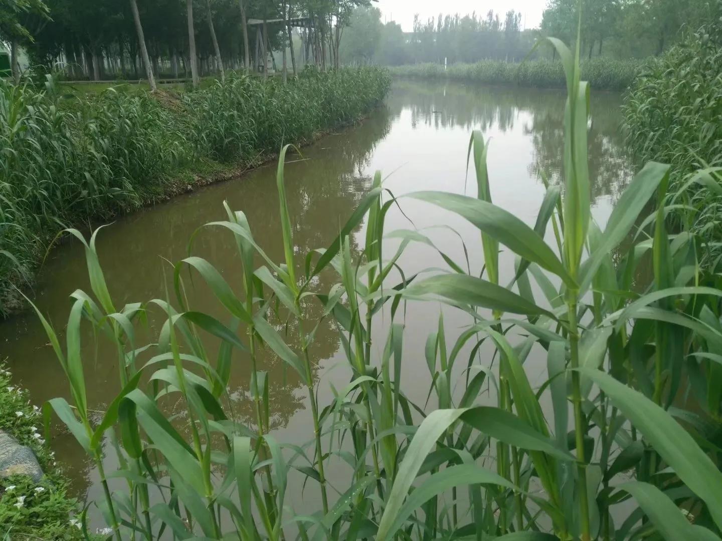 你对秦腔戏曲有什么新的认识,秦腔语言鉴赏札记