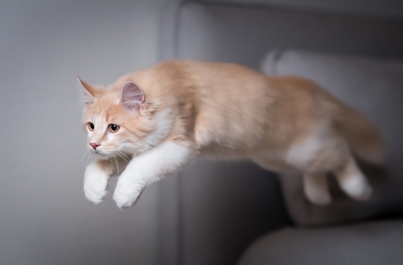 猫咪突然发疯似的乱窜乱跳,猫咪突然疯了一样然后停住了