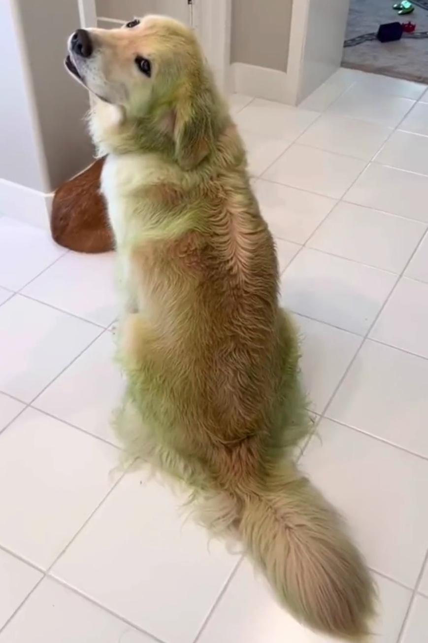 金毛的叛逆期在什么时候,金毛叛逆期怎么引导