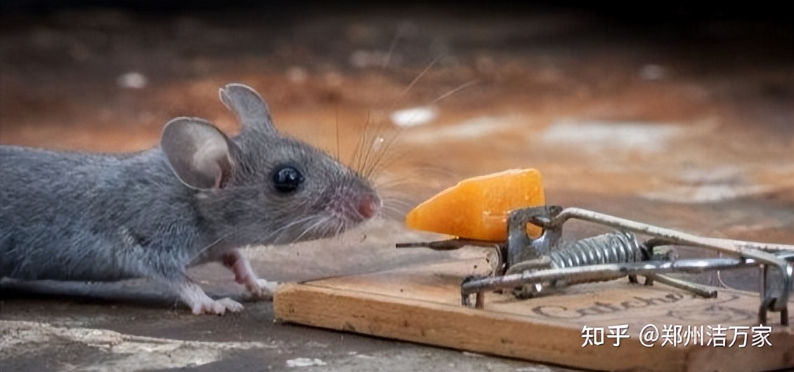 总是抓不到老鼠究竟是什么原因？其实都是因为老鼠的这种习性
