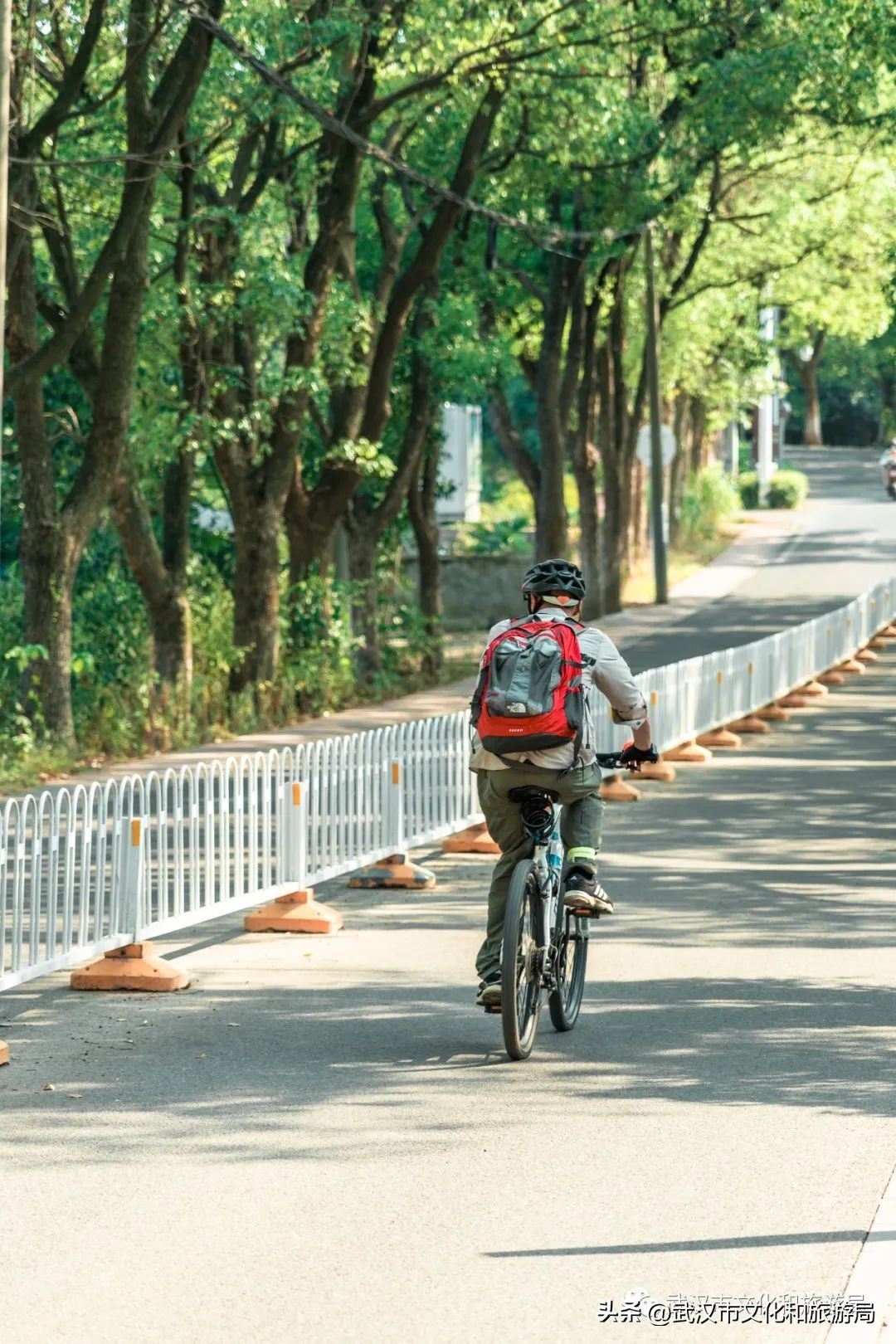 武汉市区内最大的向日葵花海开了,武汉最大的向日葵基地
