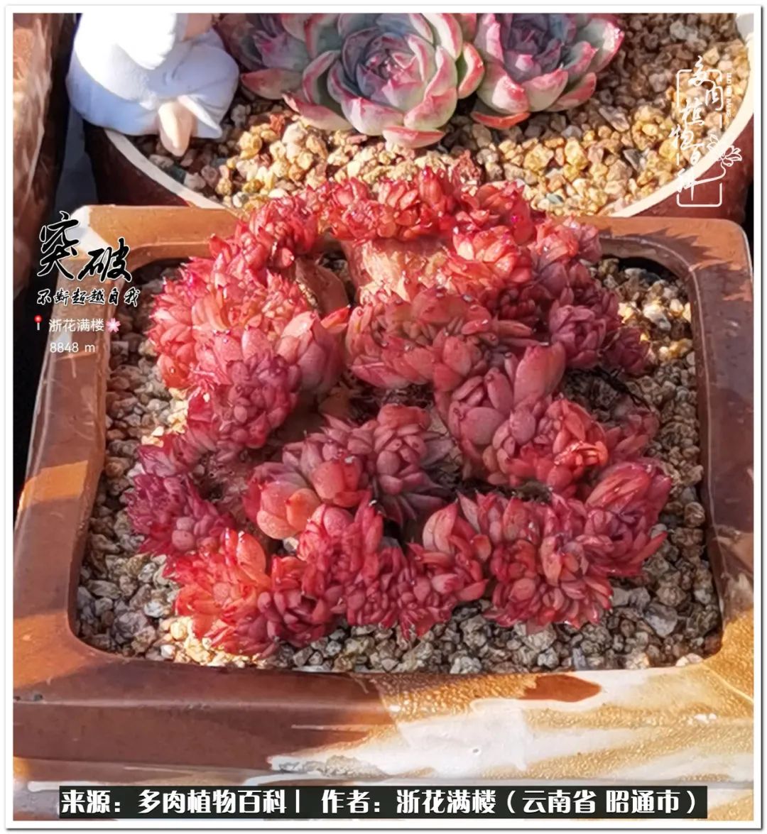 奔跑吧跑步,奔跑吧多肉盆栽