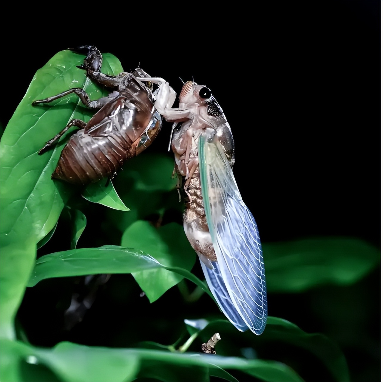 丽水市知了批发多少钱一斤,浙江丽水收知了多少一斤