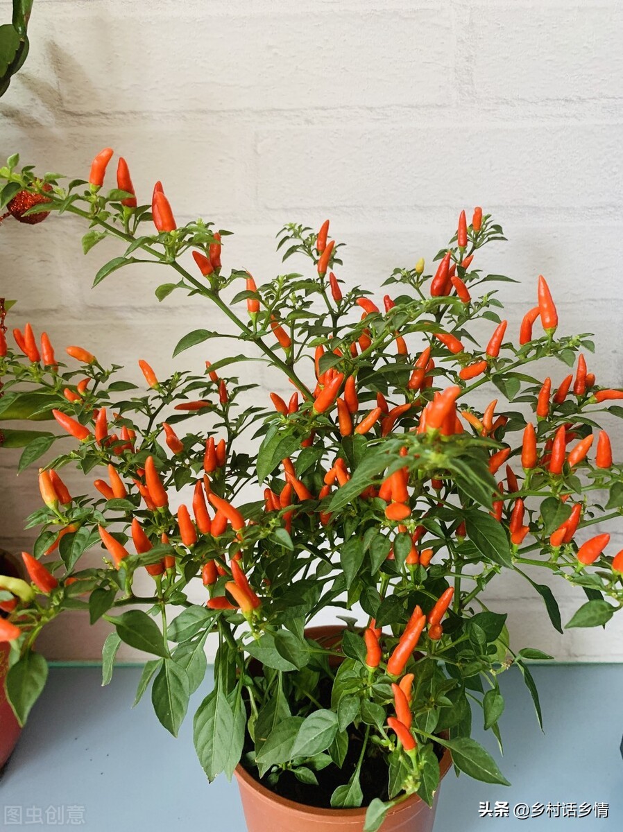 六月份种植什么蔬菜不生虫,阳台种菜最全的蔬菜种植时间表