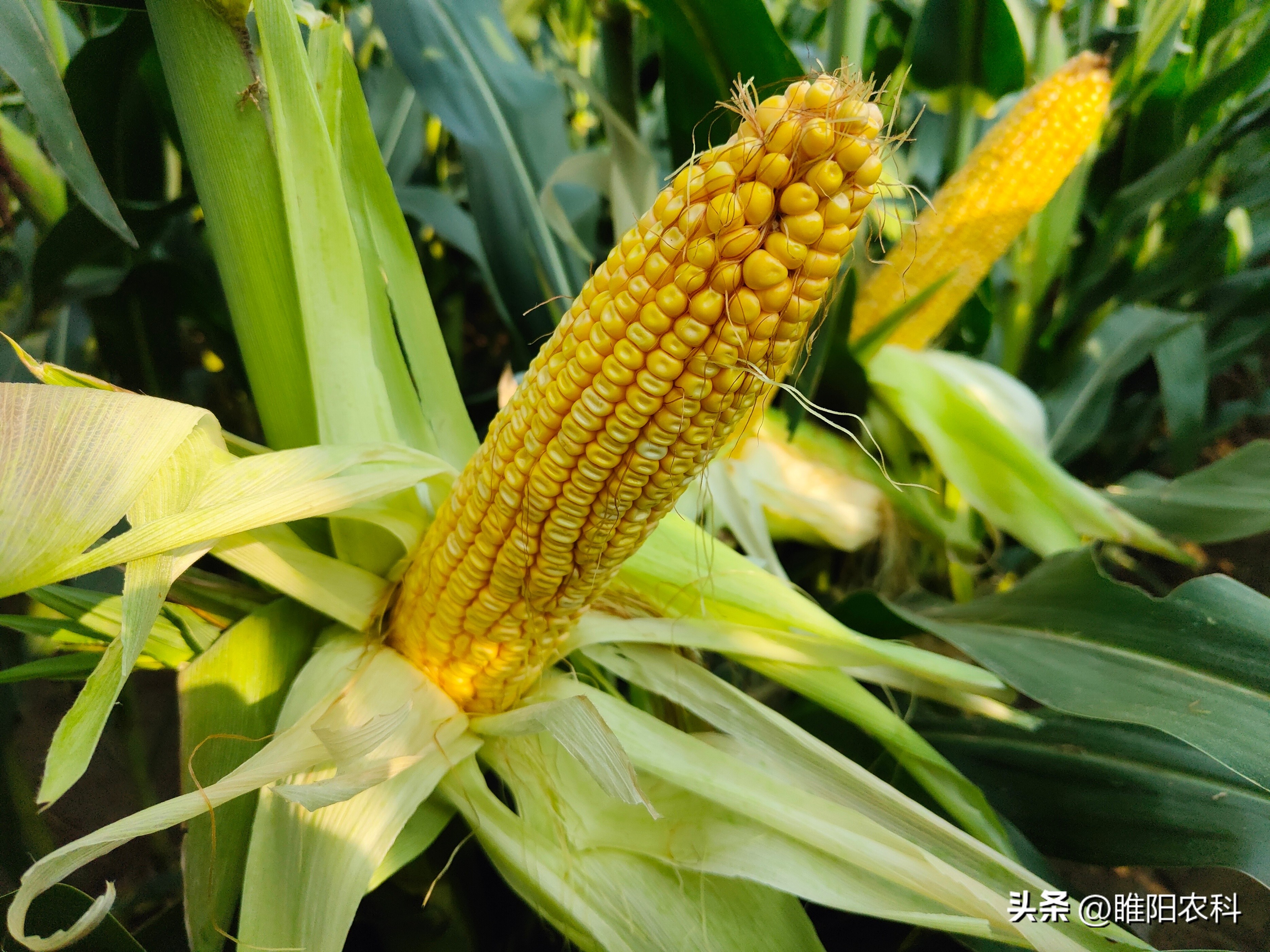 中国哪些地区玉米产量高,我国玉米的主要产区都是哪几个省