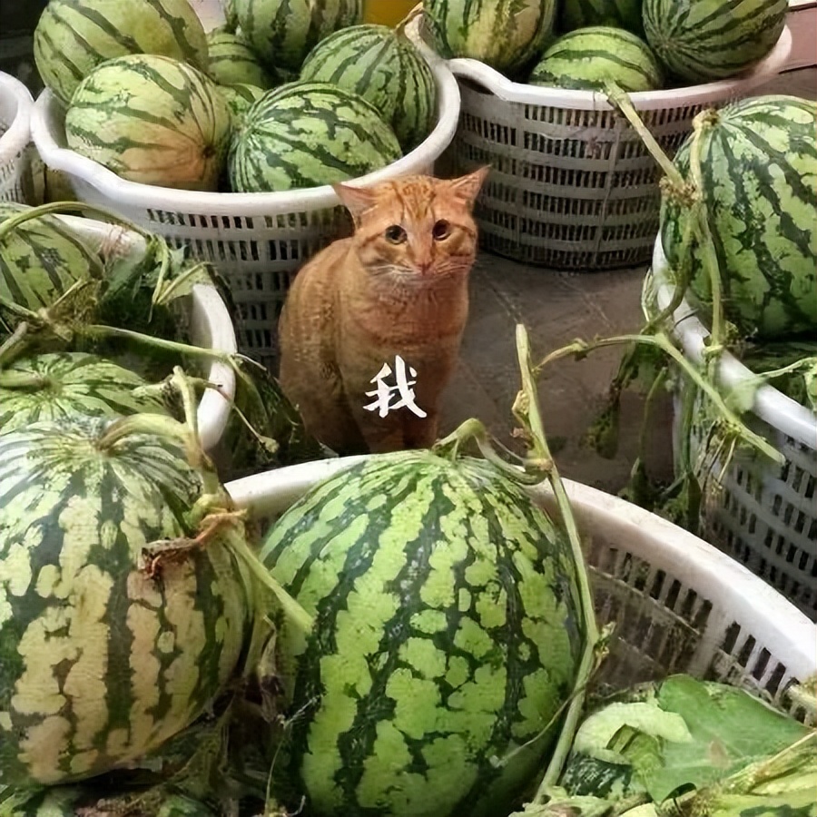 追星真的只能追一个明星吗,那些喜欢追星的明星