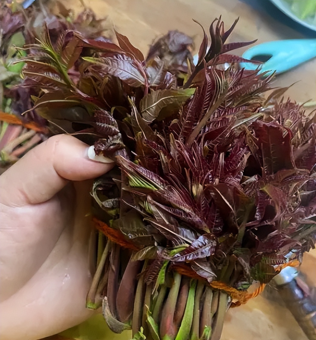 哪些野菜对癌症有效,癌症最怕的野菜马兰头图片