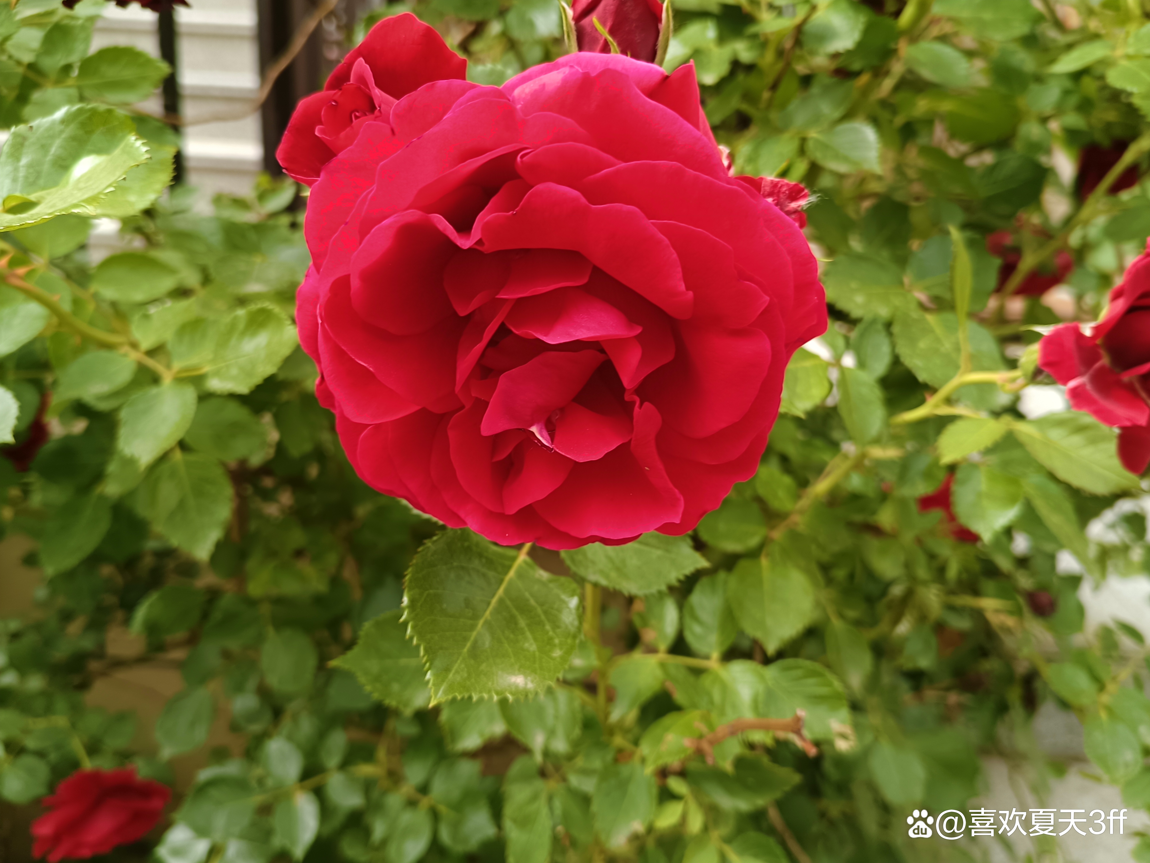 端午节快乐莲花盛开,端午节前后插花容易活吗