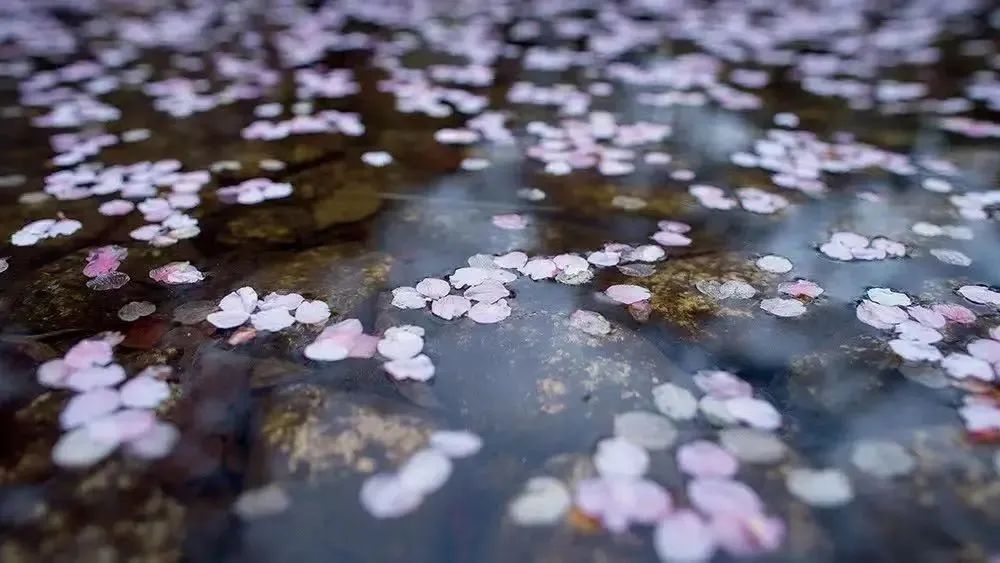 2023日本樱花什么时候开花,2023年日本樱花开放预测