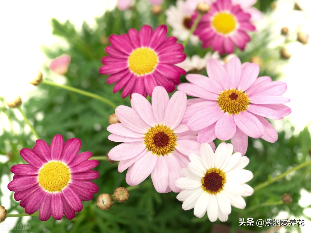 一丛黄菊花图片欣赏,五颜六色姹紫嫣红的鲜花