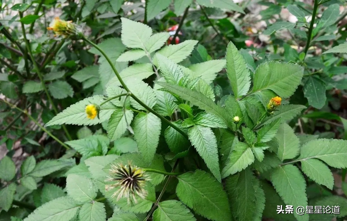 春尝野味菜当先*星星论道