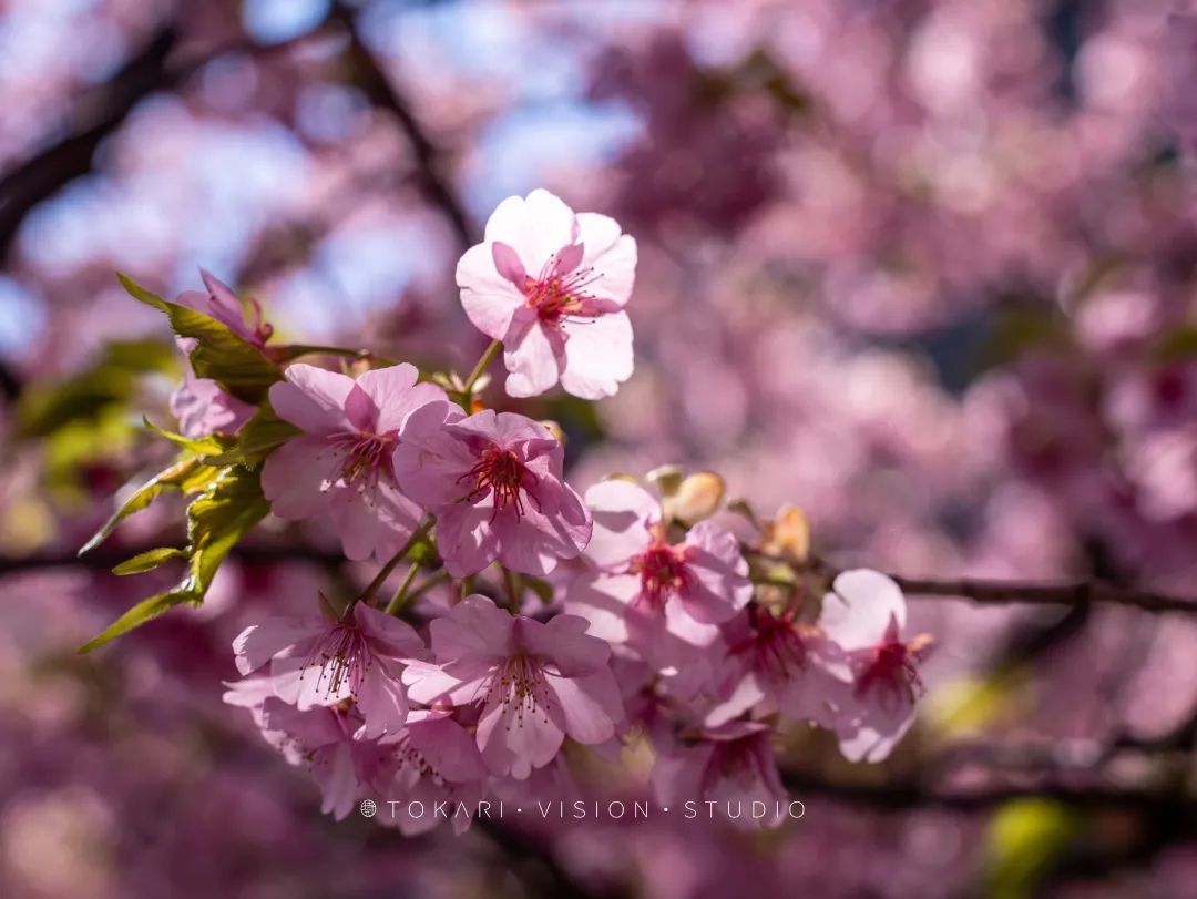 伊豆半岛两日游攻略,日本伊豆跟团旅游攻略