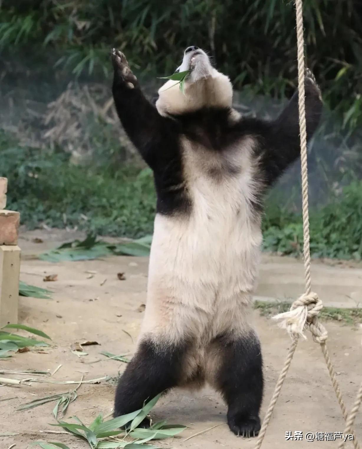 那些证明福宝是人的证据——毛皮大衣下是个小人精