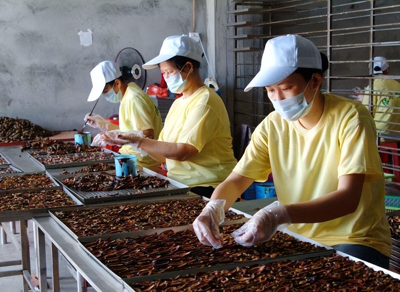 槟榔为什么像木头一样,吃槟榔就跟吃木头渣子似的