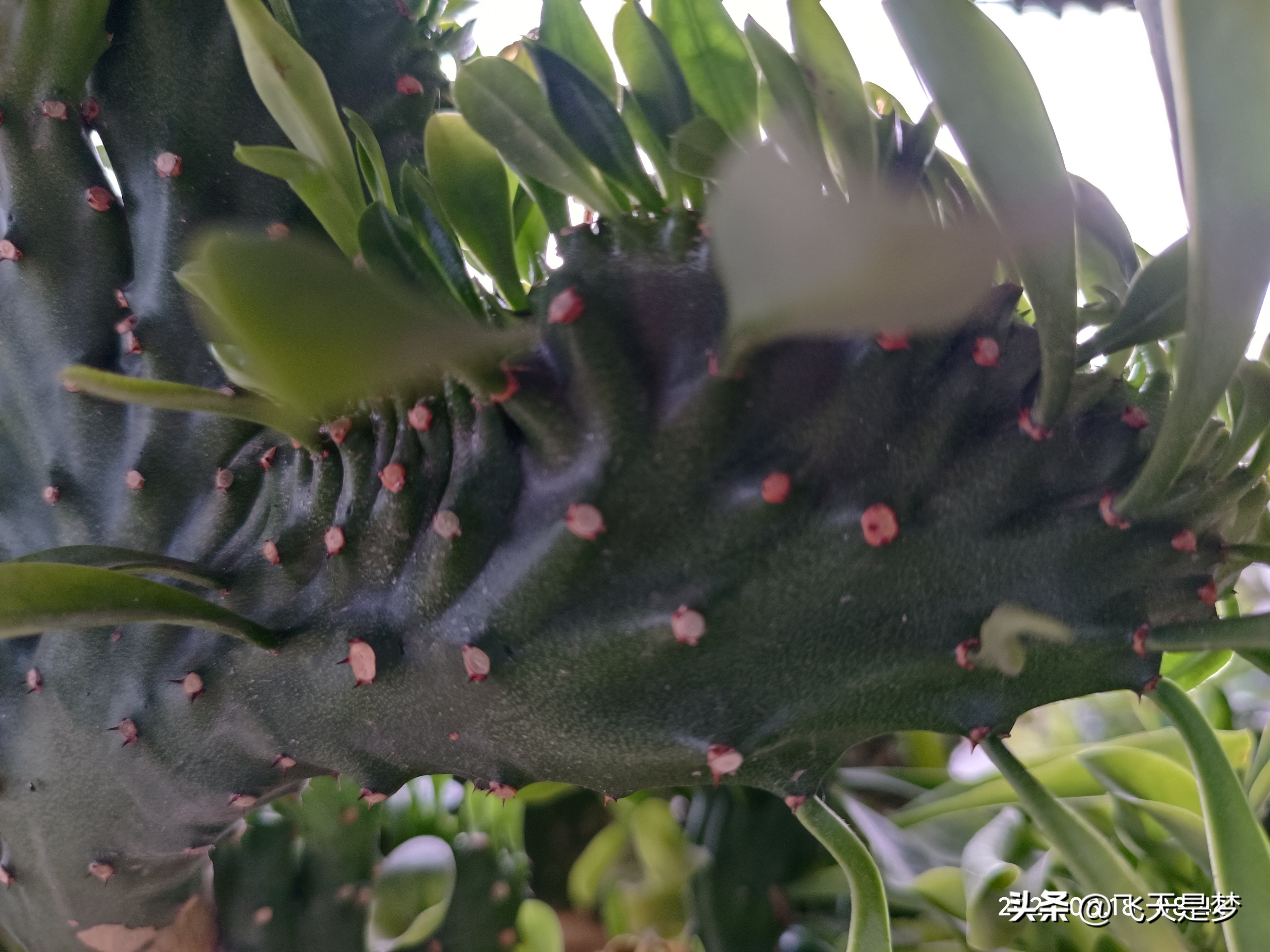 玉麒麟树的养护,玉麒麟好养吗