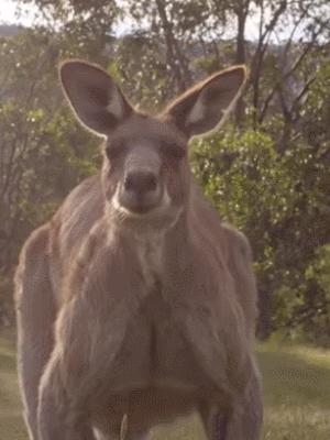 独行月球袋鼠踢沈腾露肚子片段,独行月球沈腾被袋鼠踢飞露肚子