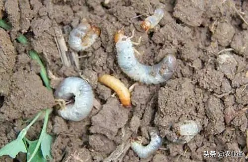 花生播种时间和播种技术要点,种花生晴天播种好还是雨天播种好