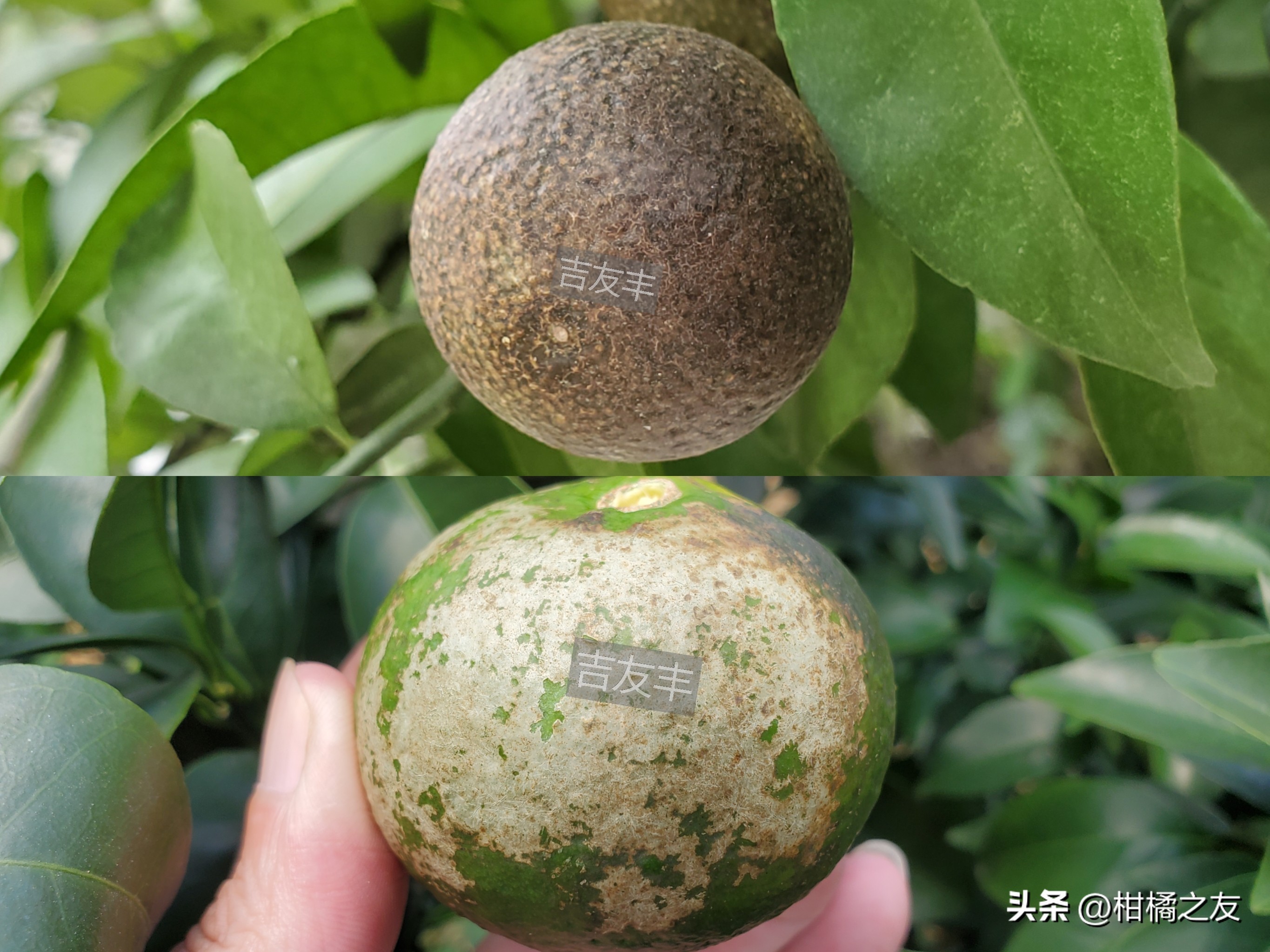 柑桔锈皮虱八月防治好吗,柑橘锈皮虫防治方法