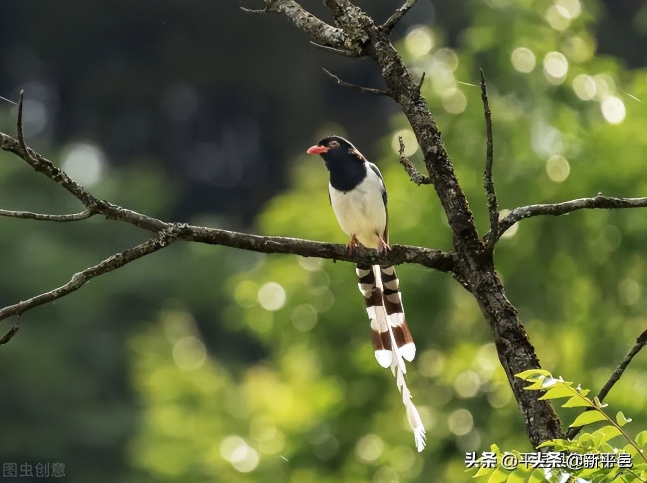 一个记者和小说家视频,一个记者采访一个农民的故事