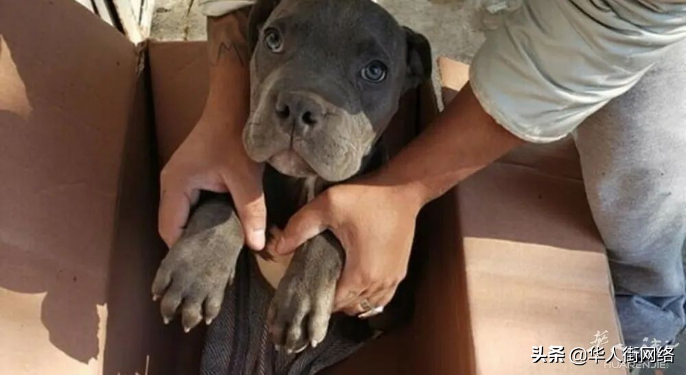 宠物遗弃的例子有哪些,法国遗弃宠物最高将可判三年