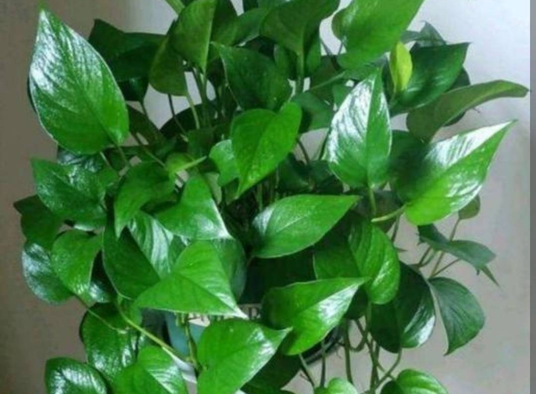 绿萝怎么养才能更旺盛不用肥料养,绿萝的浇水方法和注意事项图片