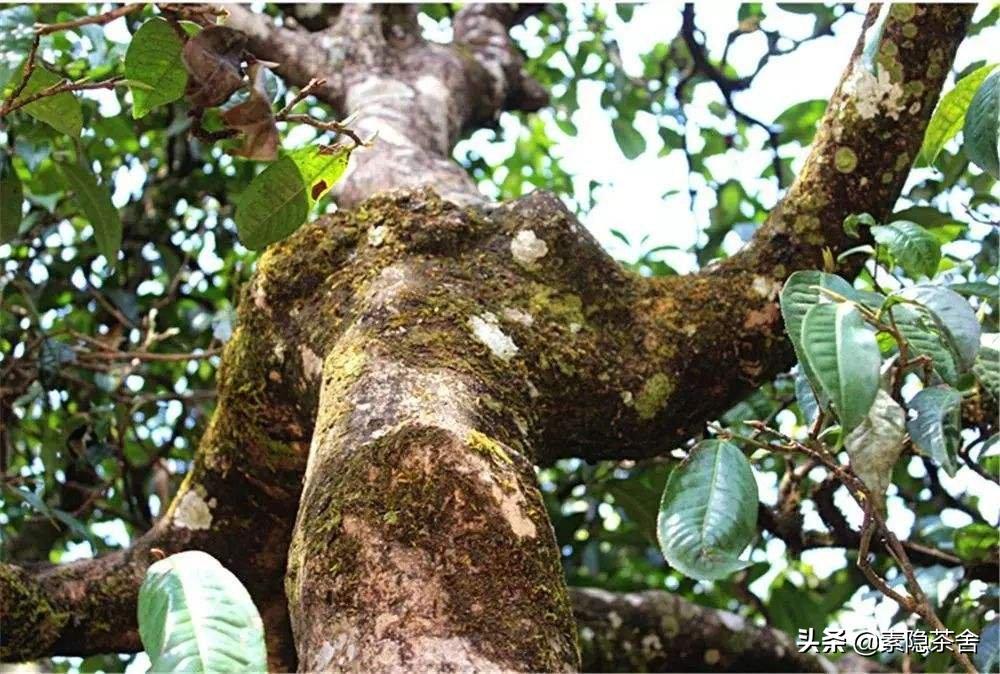 六大茶山六个山头,六大茶山各个山头茶的特点