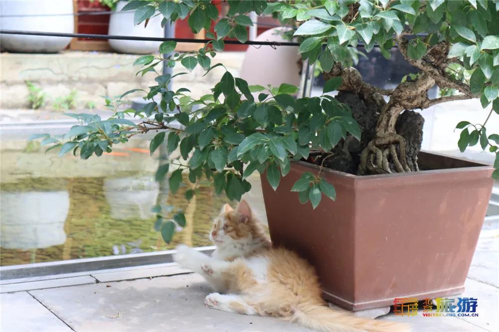 北京故宫的猫为什么叫御猫,故宫最萌的猫是什么猫