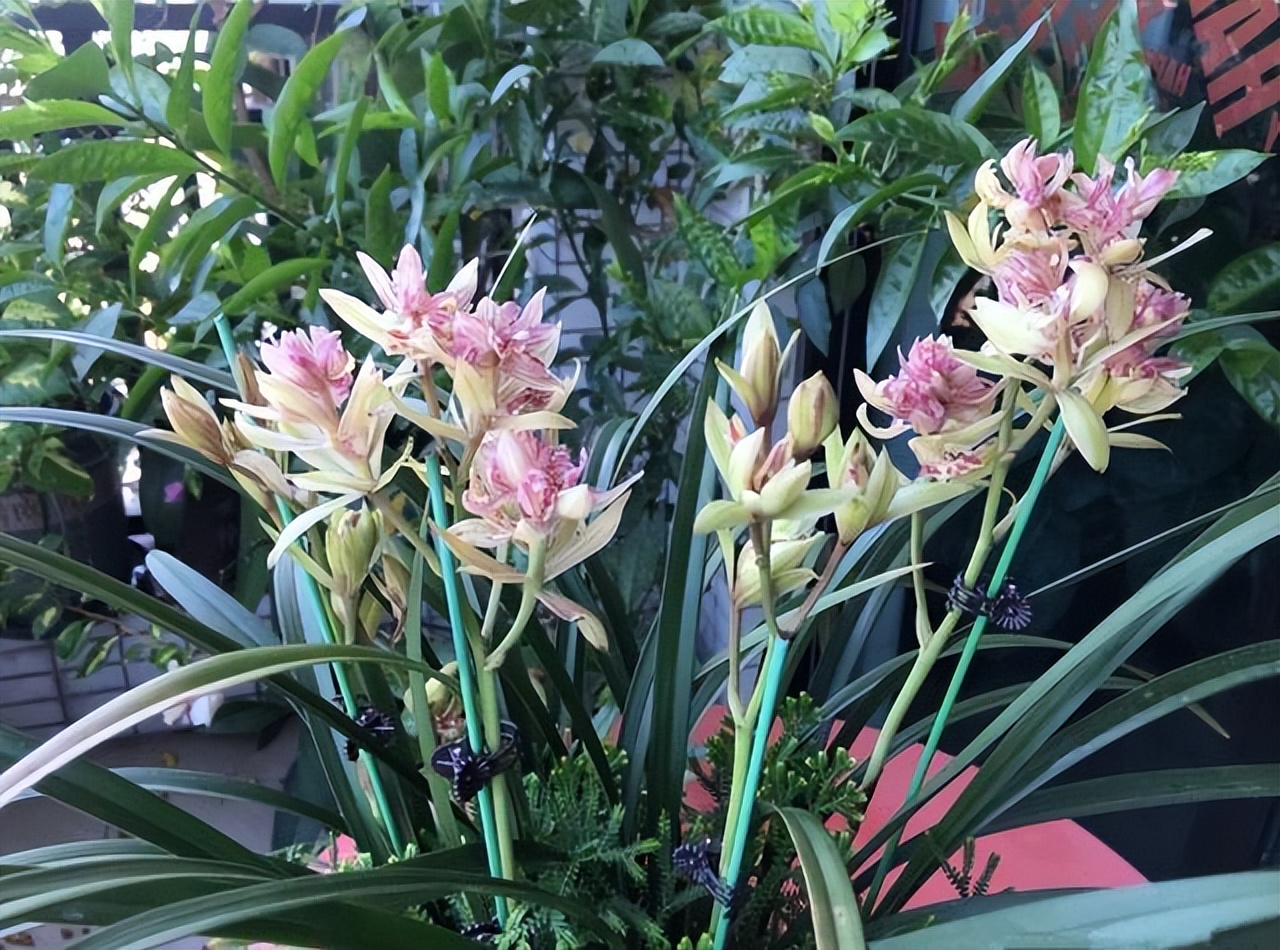 建兰奇花富贵花开,建兰什么品种花好看