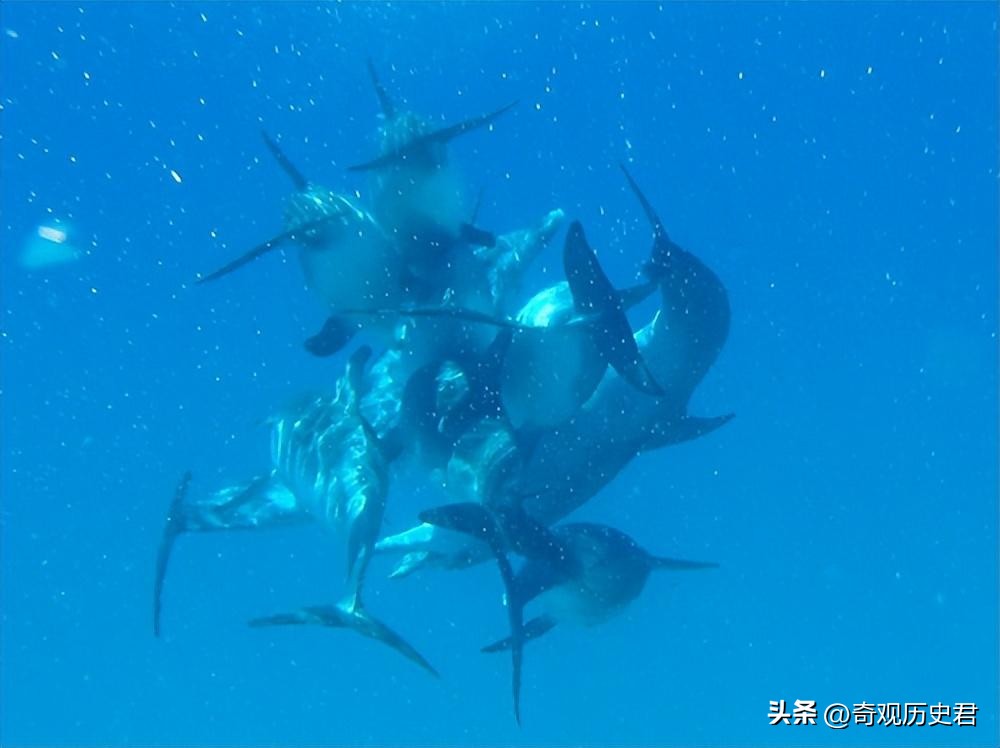 雄性动物进化器官,雄性生物生殖进化