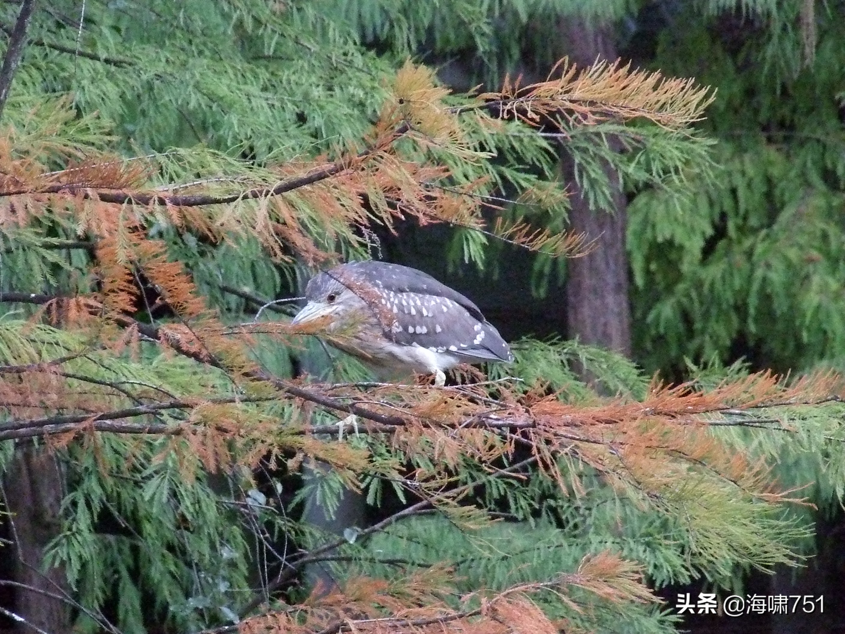 黄花岗公园开放时间,黄花岗公园停车