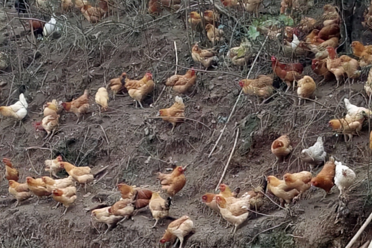 山上养鸡最怕什么？如果你在山上养鸡你要清楚这些地方