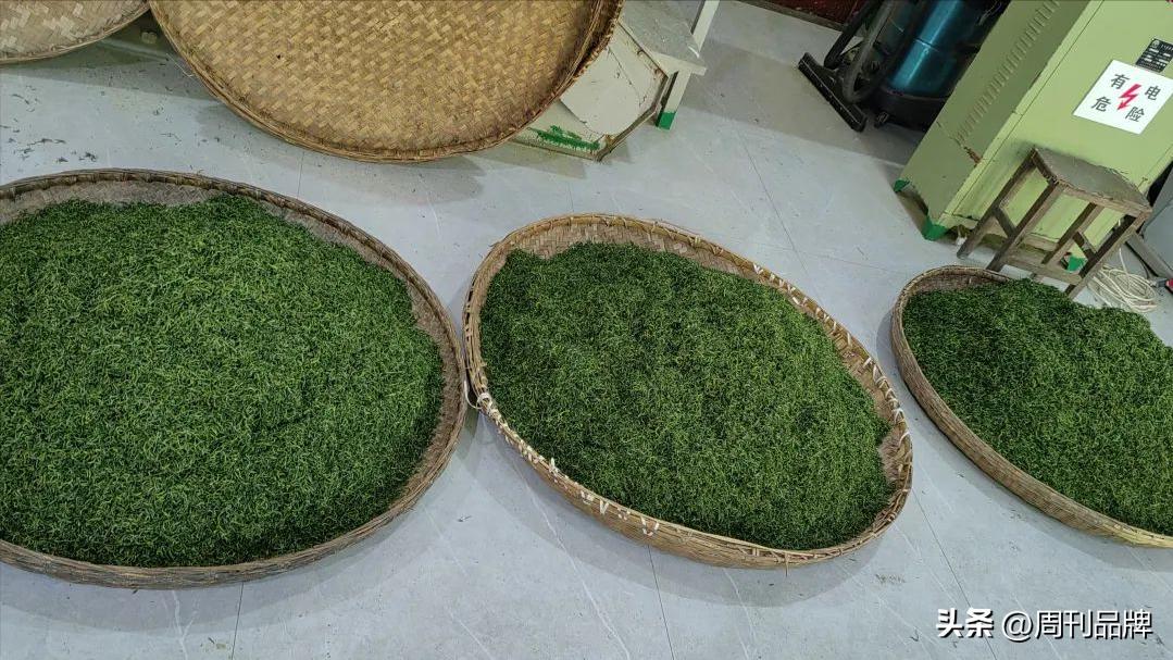 诸暨千年茶树王,走进古树茶王