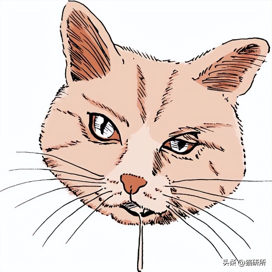 怎样测试猫咪的智商低还是高,如何测试猫咪的智商高不高