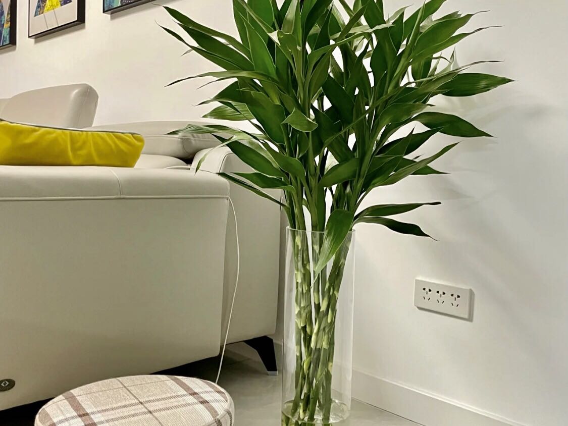 除甲醛最好植物盆景,除甲醛的植物有哪些啊