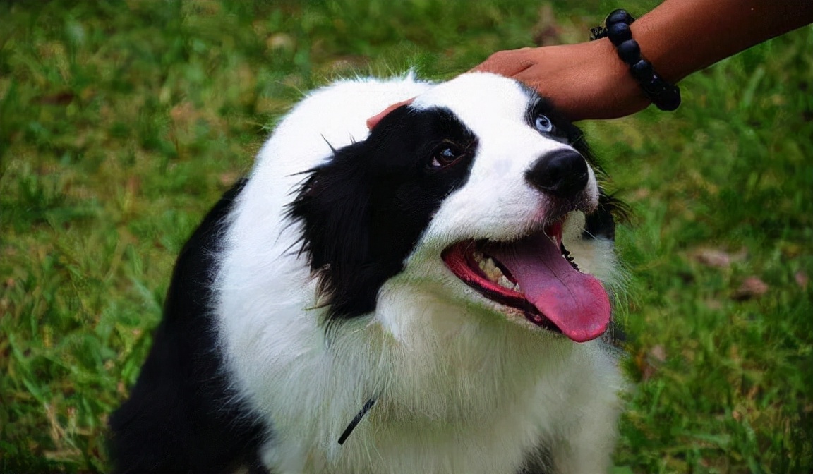 边牧狗瘟发烧怎么治,边牧发烧了吃什么