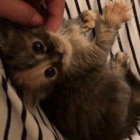 玳瑁阴阳脸猫,阴阳脸玳瑁小猫