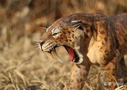 老虎是由猫演化而来的吗,为什么老虎和猫咪是同一个祖先